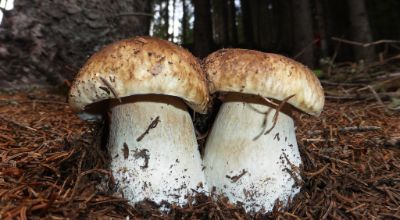 funghi-porcini funghi-porcini